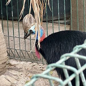 Southern cassowary (Casuarius casuarius)