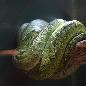 Emerald  Tree Boa (Corallus caninus)