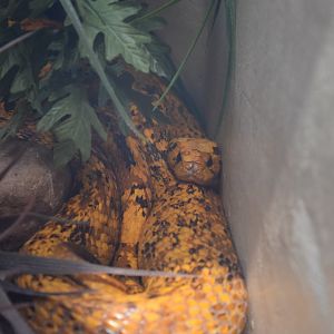 Cape Cobra (Naja nivea)