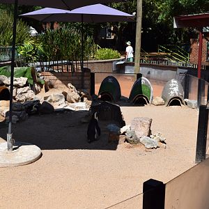 African Penguin Enclosure, land area (Spheniscus demersus)