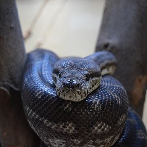 Macklot's Python (Liasis mackloti)