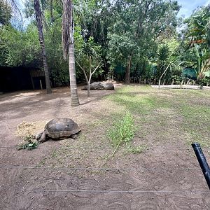 Aldabra Giant Tortoise/African Spurred Tortoise Exhibit