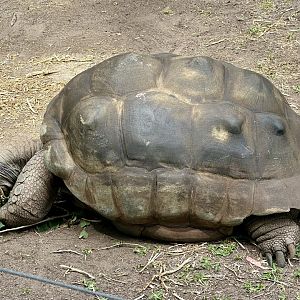 Aldabra giant tortoise (Aldabrachelys gigantea)