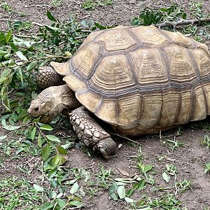 African spurred tortoise (Centrochelys sulcata)