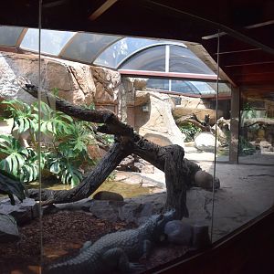 African Dwarf Crocodile Enclosure (Osteolaemus tetraspis)