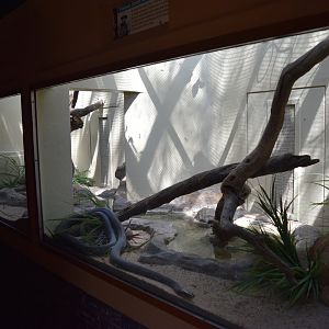 Black Mamba Enclosure (Dendroaspis polylepis)