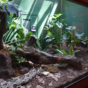 Gaboon Viper Enclosure (Bitis gabonica)