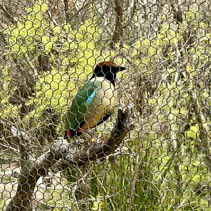 Noisy pitta (Pitta versicolor)