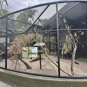 African Grey Parrot Aviary
