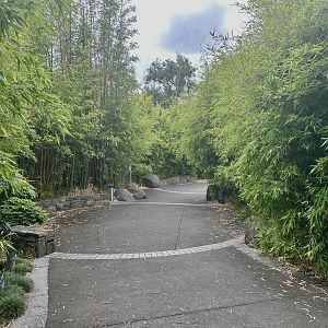 Bamboo Forest - Path