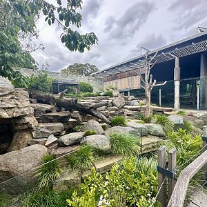 Giant Panda Exhibit 1