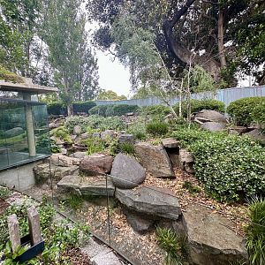 Giant Panda Exhibit 2