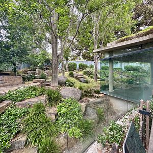 Giant Panda Exhibit 2