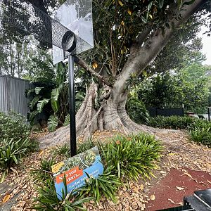 Nepalese Red Panda Exhibit 1