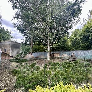 Nepalese Red Panda Exhibit 2