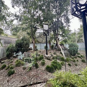 Nepalese Red Panda Exhibit 3