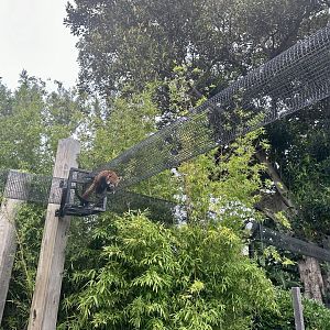 Nepalese Red Panda Overhead Tunnels