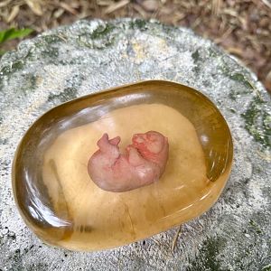 Giant Panda Embryo