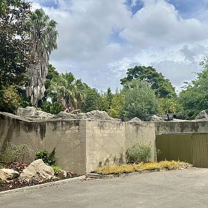 Hamadryas Baboon Exhibit (Back Wall)