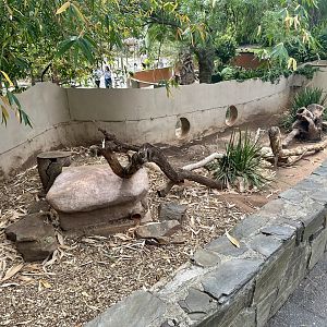 Slender-tailed Meerkat Exhibit
