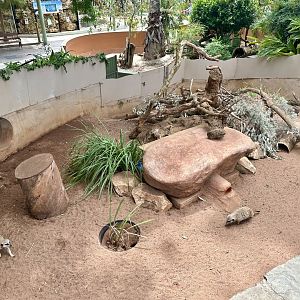 Slender-tailed Meerkat Exhibit