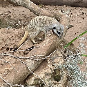 Slender-tailed meerkat (Suricata suricatta)
