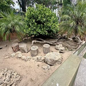 Slender-tailed Meerkat Exhibit