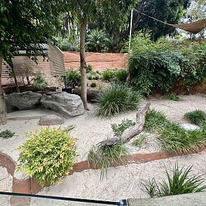 Rhinoceros Iguana Exhibit