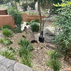 Rhinoceros Iguana Exhibit