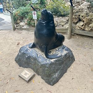 Australian Sea Lion Statue