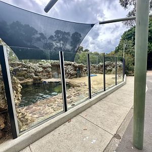 Australian Sea Lion Exhibit