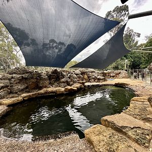 Australian Sea Lion Exhibit