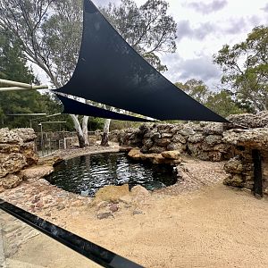 Australian Sea Lion Exhibit