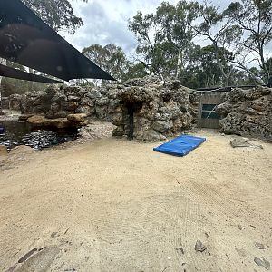 Australian Sea Lion Exhibit