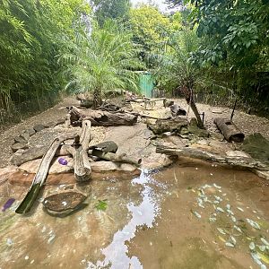 Asian Small-clawed Otter Exhibit