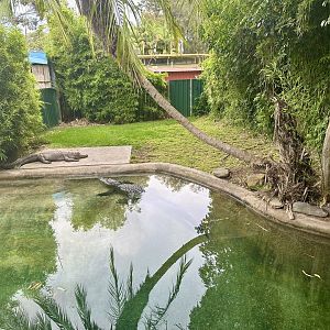 American Alligator Exhibit