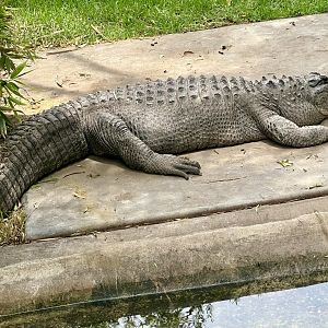 American alligator (Alligator mississippiensis)