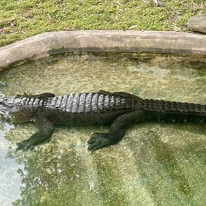 American alligator (Alligator mississippiensis)