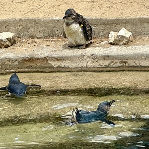 Little blue penguin (Eudyptula minor)