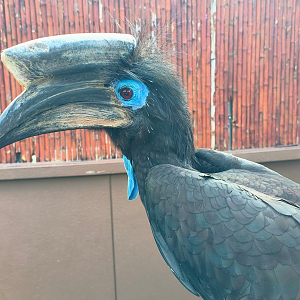 Black-Casqued Hornbill (Ceratogymna atrata)