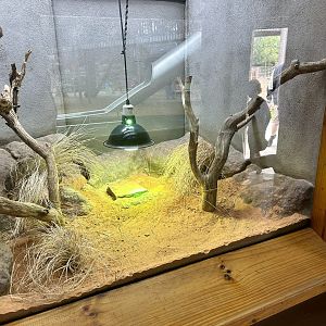 Central Netted Dragon Exhibit
