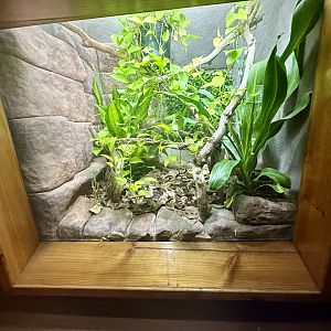 Southern Angle-headed Dragon Exhibit