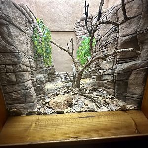 Rough-scaled Python Exhibit