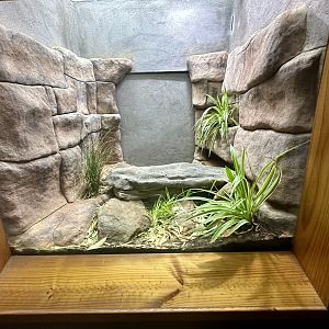 Broad-headed Snake Exhibit