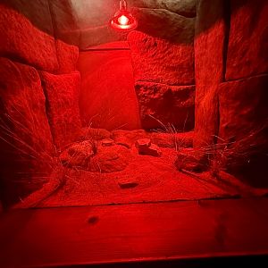 Centralian Knob-tailed Gecko Exhibit