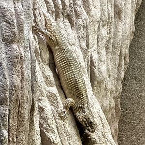 Hosmer’s skink (Egernia hosmeri)