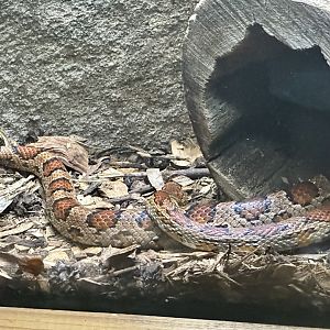 Corn snake (Pantherophis guttatus)