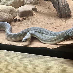 Woma python (Aspidites ramsayi)