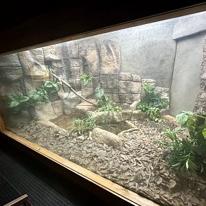 Green Anaconda Exhibit
