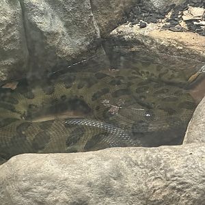 Green anaconda (Eunectes murinus)